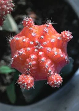 Top view of Ruby ball cacti or Orange moon cactus (Gymnocalycium Mihanovichii Stock Photos