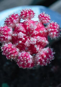 Top view of Ruby ball cacti or Orange moon cactus (Gymnocalycium Mihanovichii Stock Photos