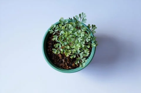 Top view of Rue plant (Ruta graveolens) on white background. Green Herb of Grace Stock Photos