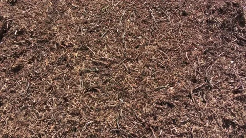 Top view running forest ants on an anthill of pine needles Stock Footage 172191805