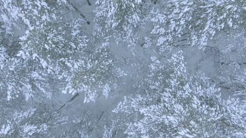Top view of Russian coniferous forest in winter, trees in snow, on the ground Stock Footage 73718750