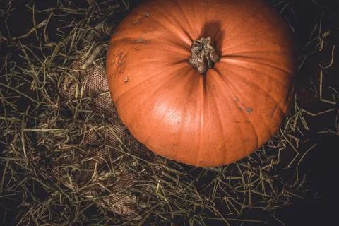 Top view of rustic, large orange pumpkin from homegrown organic harvest Stock Photos