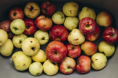 Top view of rustic organic apples in bowl, ugly fruit concept. Foto stock