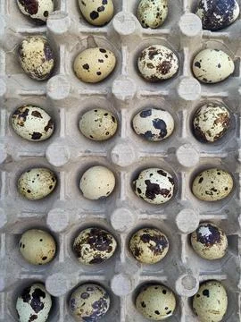 Top View of Rustic Speckled Quail Eggs in a Recycled Egg Carton Stock Photos