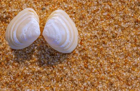 Top view of sandy beach with seashell. Foto stock