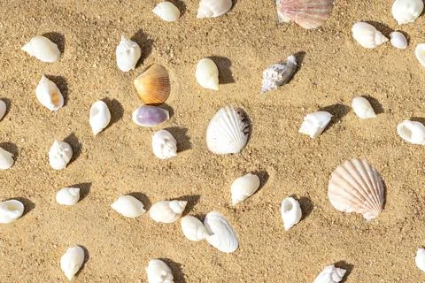Top view of sandy beach with seashells. Many different shells on the sand  Stock Photos