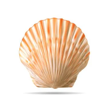Top view of scallops shell isolated on white Stock Illustration