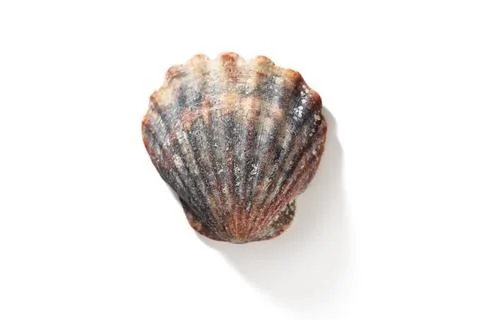 Top view of scallops shell isolated on white Stock Photos