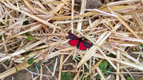 Top View of Scarlet Tiger Moth Walking on Straw Covered Ground Stock Footage 340602346