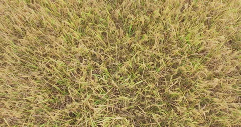 Top view Scenery of rice fields before rice harvest,Rice is ripening all over th Stock Footage 310840128