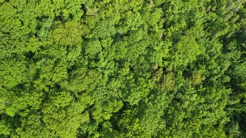 Top View Scenic Drone View Over Dense Green Forest In Halifax Area Stock Footage 311590517