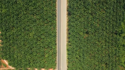 Top View Of Scenic Road Through Palm Plantation, Krabi, Thailand Stock Footage 270245252