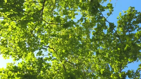 Top view of scenic trees in a forest. Stock Footage 132528219