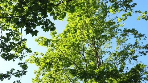 Top view of scenic trees in a forest Stock Footage 132528536