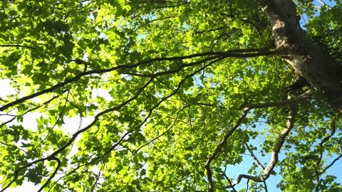 Top view of scenic trees in a forest Stock Footage 132528565