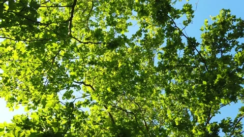 Top view of scenic trees in a forest Stock Footage 132528572