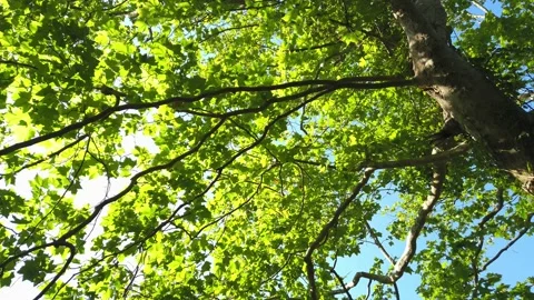 Top view of scenic trees in a forest Stock Footage 132528593