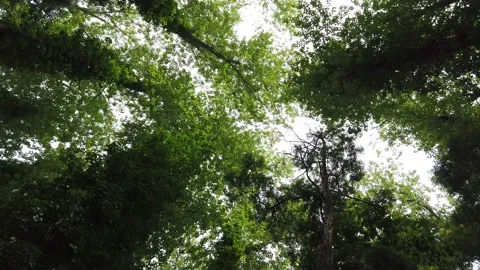 Top view of scenic trees in a forest Stock Footage 132528630