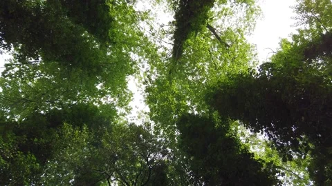 Top view of scenic trees in a forest Stock Footage 132528651