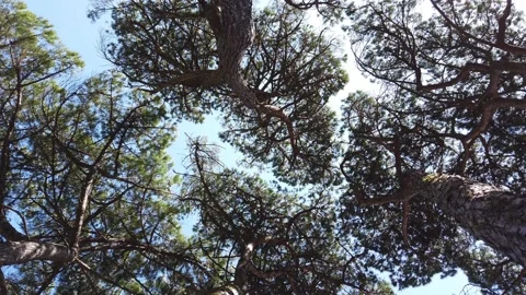 Top view of scenic trees in a forest Stock Footage 132529149