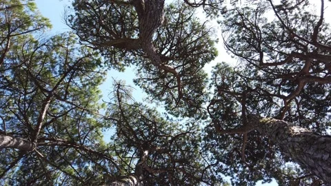 Top view of scenic trees in a forest. Stock Footage 132529167