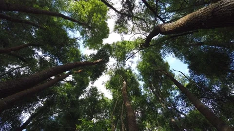 Top view of scenic trees in a forest. Video stock 134838186