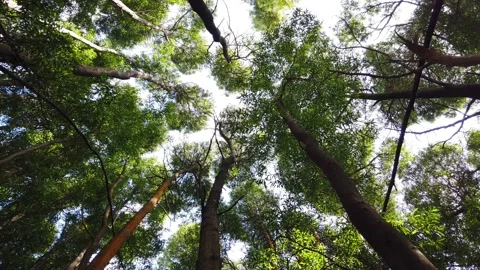 Top view of scenic trees in a forest. Video stock 134838193