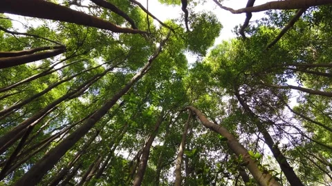 Top view of scenic trees in a forest. Video stock 134838215