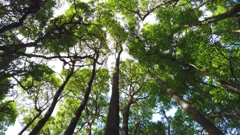 Top view of scenic trees in a forest. Video stock 134838353