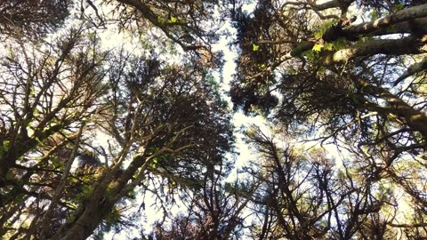 Top view of scenic trees in a forest Stock Footage 140223330