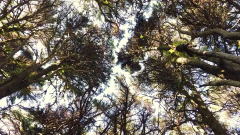 Top view of scenic trees in a forest Stock Footage 140223357