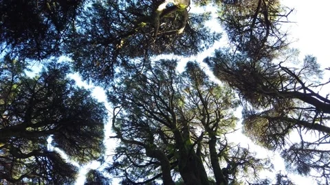 Top view of scenic trees in a forest Stock Footage 140223360