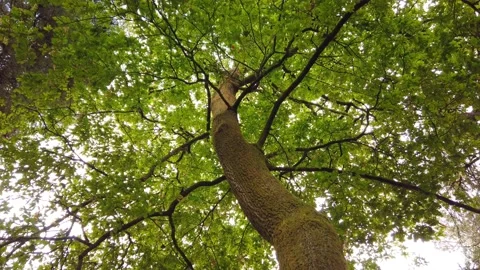Top view of scenic trees in a forest. Crowns of trees Stock Footage 140874285