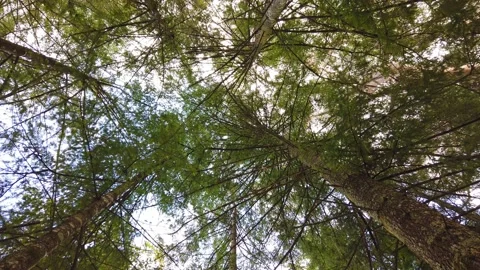 Top view of scenic trees in a forest. Crowns of trees Stock Footage 140874649
