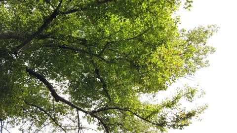 Top view of scenic trees in a forest. Crowns of trees Stock Footage 140874713