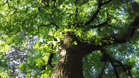 Top view of scenic trees in a forest. Crowns of trees with bright afternoon Stock Footage 154163288