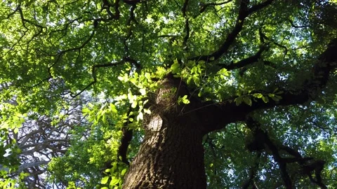 Top view of scenic trees in a forest. Crowns of trees with bright afternoon Video stock 154163353