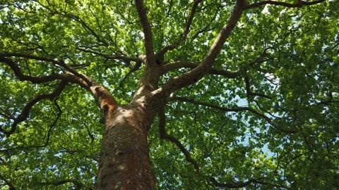 Top view of scenic trees in a forest. Crowns of trees with bright afternoon Stock Footage 154163359
