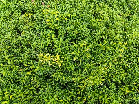 Top view of Schefflera leucantha with vibrant green and yellow foliage, showcasi Stock Photos