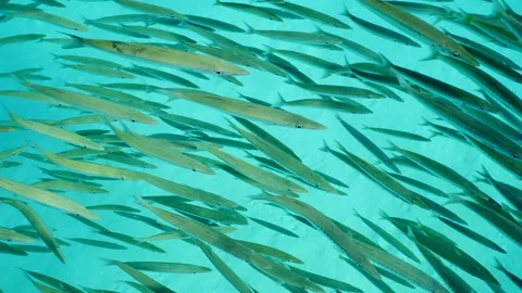 Top view on school of Barracuda swims on sebed background, Slow motion Stock Footage 246359477