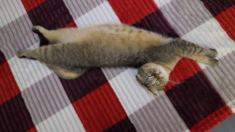 Top view. A Scottish Fold cat is lying on a bed on a cozy Stock Footage 340150355