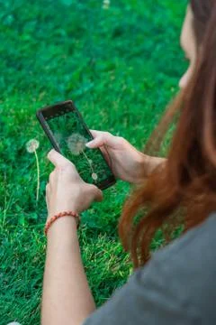 Top view of screen of phone taking picture of dandelion by woman Stock Photos