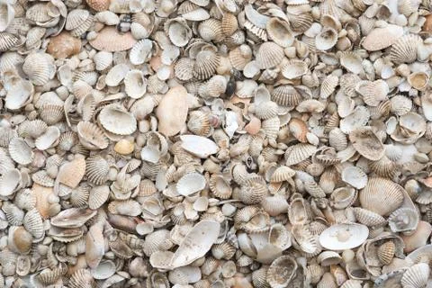 Top view of sea shells background Stock Photos