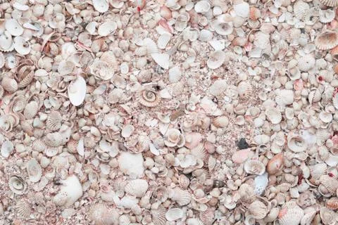 Top view of sea shells background 스톡 사진