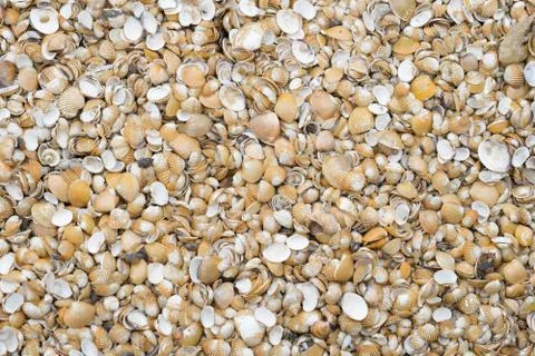 Top view of sea shells background 스톡 사진