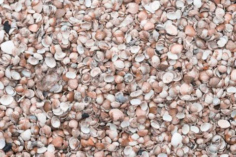 Top view of sea shells background 库存照片