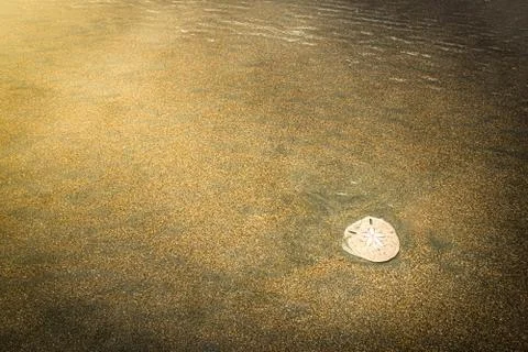 Top view Sea shells on brown sand in sea water. Summer beach background. Roma Stock Photos