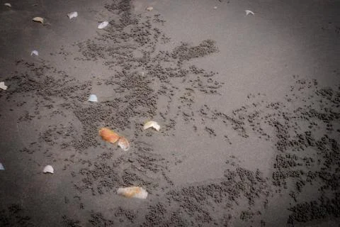Top view Sea shells on brown sand. Summer beach background. Romantic soft gen Stock Photos