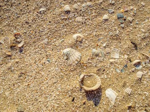 Top view of sea shells on the sand. The evening light of the sunset illuminates Stock Photos