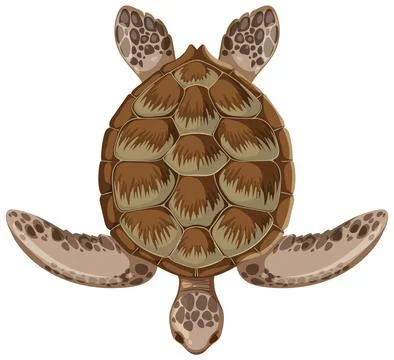 Top View of a Sea Turtle Stock Illustration